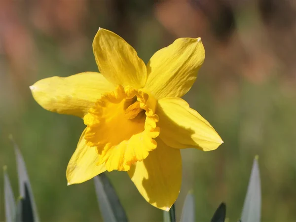 Primo Piano Della Testa Fiore Narciso Primavera — Foto Stock