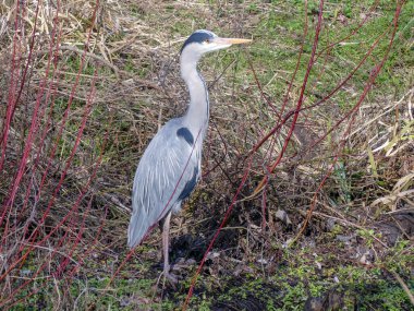 Heron, Colne Nehri kıyısında, Rickmansworth, Hertfordshire, İngiltere