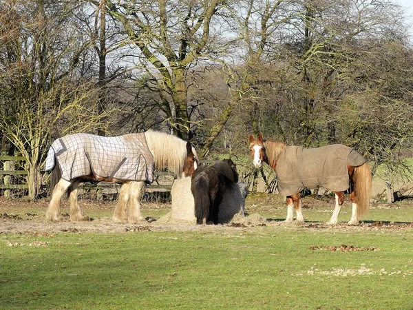 Konie Żywiące Się Belą Siana Chenies Buckinghamshire Anglia — Zdjęcie stockowe