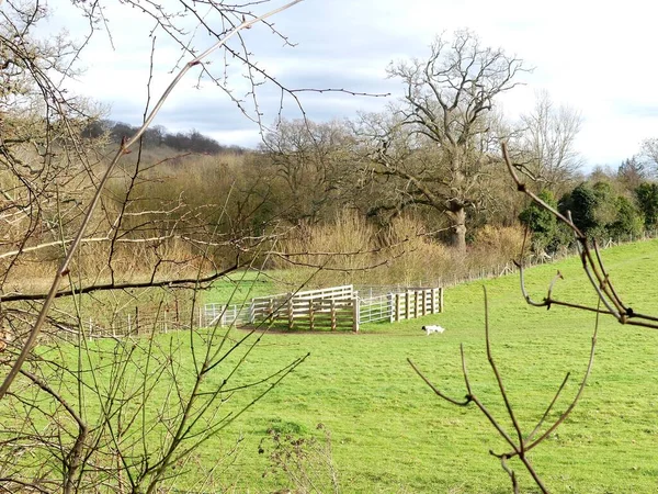 Paddock Ganado Madera Chorleywood House Estate Hertfordshire Inglaterra Reino Unido —  Fotos de Stock