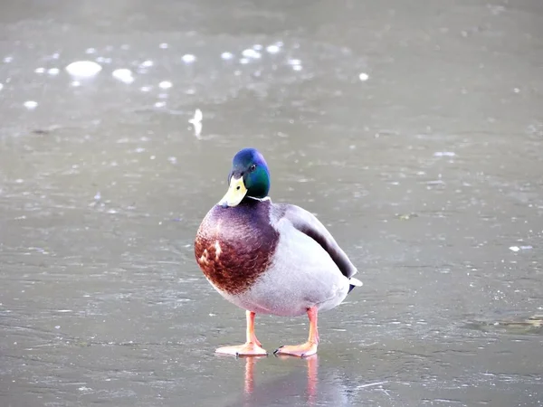 Mallard Drake Caminhando Sobre Gelo Congelado Lagoa — Fotografia de Stock