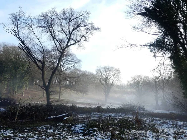 Зимний Утренний Туман Chorleywood Common Хартфордшир Англия Великобритания — стоковое фото