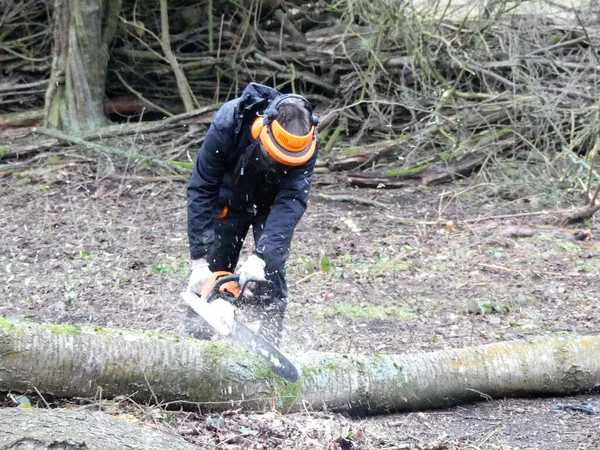 Ranger Comum Usando Motosserra Chorleywood Common Hertfordshire Inglaterra Reino Unido — Fotografia de Stock