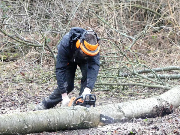 Common ranger using chainsaw on Chorleywood Common, Hertfordshire, England, UK
