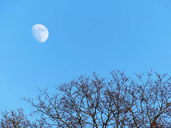 Lua Visível Acima Das Árvores Durante Dia — Fotografia de Stock