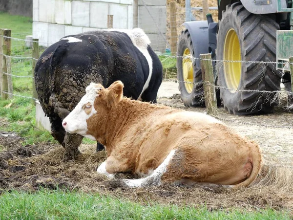 Hereford cow sitting beside fence with another cow