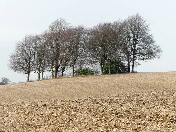 Copse Trees Aroughed Field Latimer Buckinghamshire England — Foto de Stock