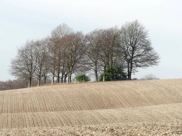 Copse Trees Aroughed Field Latimer Buckinghamshire England — Foto de Stock