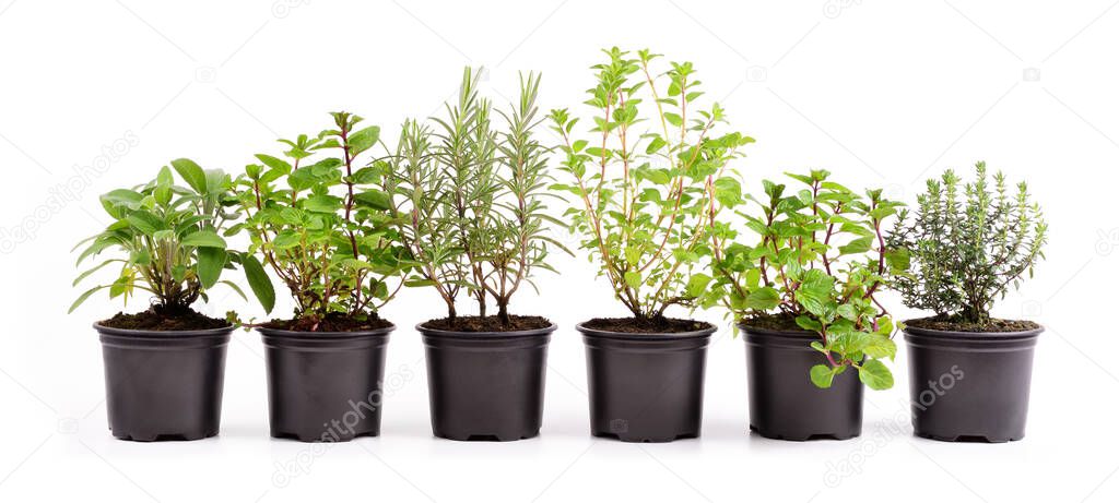 Aromatic herbs in pot: sage, mint, rosemary, oregano and thyme isolated on white background.