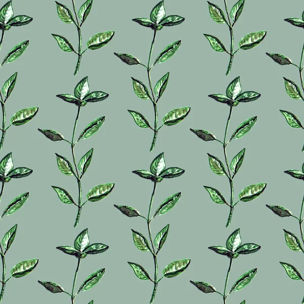 Branches de basilic vert — Photo