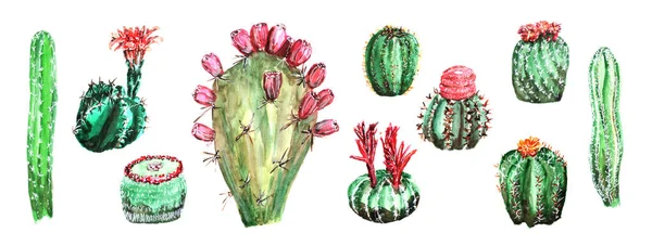 Renkli kaktüsler kümesi 