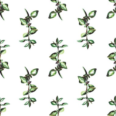 Yeşil kekik dalları