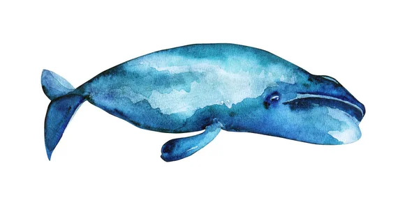 Watercolor Bowhead whale — Stock Photo, Image