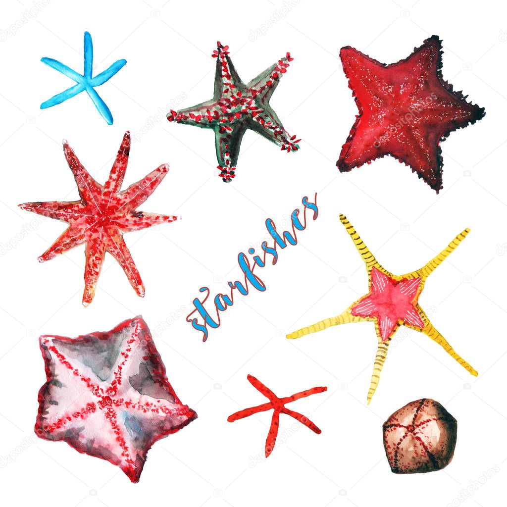 starfishes set on white 
