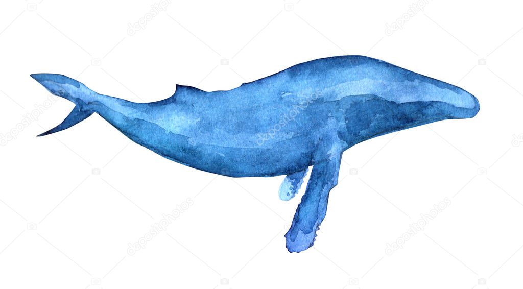watercolor Bowhead whale 