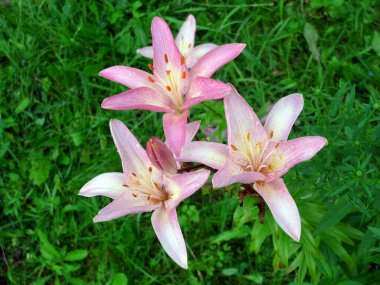 Bahçedeki büyük pembe zambak. Ağustos.