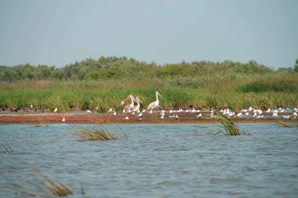 Famille Pelican Reproduit Dans Delta Volga — Photo