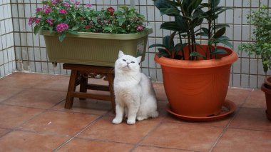 İngiliz kısa hava kedisi mutsuz hissediyor 
