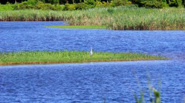 Göl ve kuşun manzarası