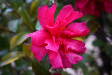 Kırmızı-mor rhododendrona yakın dur