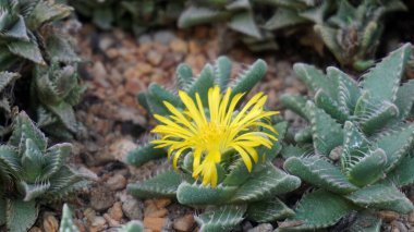 Sarı çiçekli Faucaria.