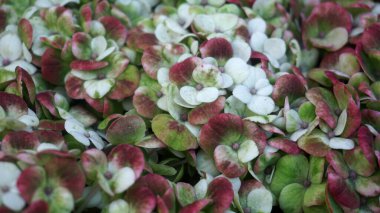 kırmızı ve yeşil bitki, tam çerçeve