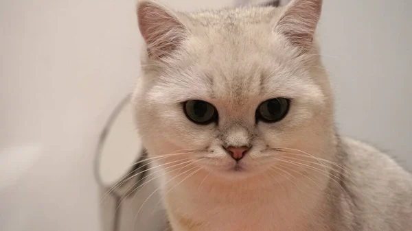 Британская Короткошерстная Кошка Смотрит — стоковое фото