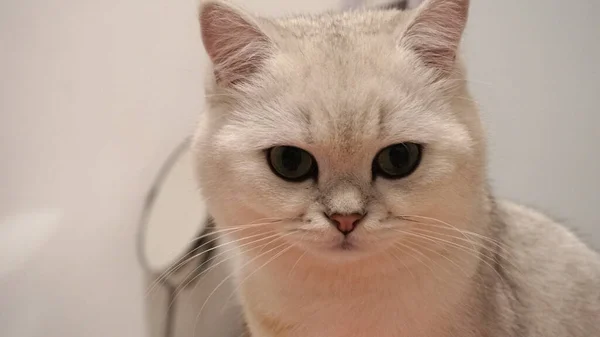 Britânico Shorthair Gato Olhando Para Algo — Fotografia de Stock