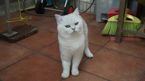 Kucing Bulu Pendek Inggris Melihat Kamera — Stok Foto