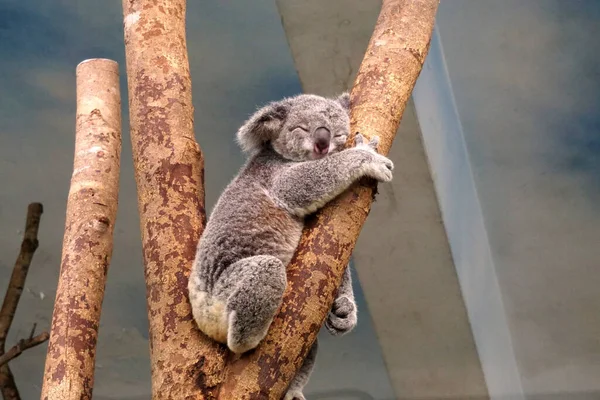 Koala Śpi Drzewie — Zdjęcie stockowe