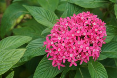 pembe Pentas lanceolata çiçekleri