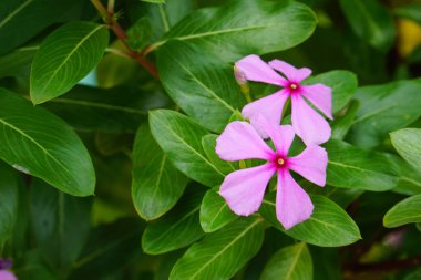 pembe-mor Catharanthus gülleri, Pericuinkle, Yaşlı Bakire, Gül Perikuinkle çiçekleri