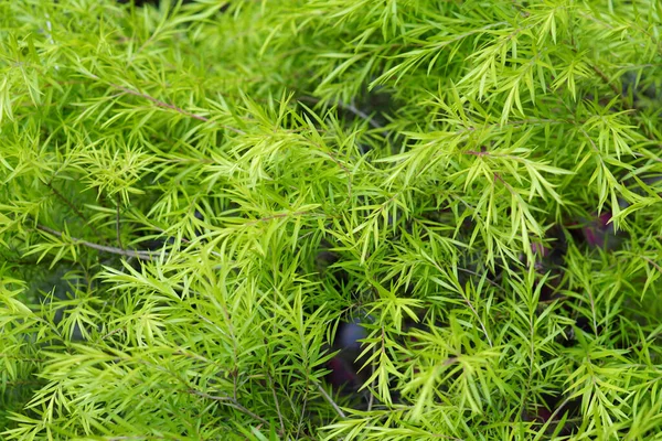 Beyaz Bulut Ağacı Siyah Çay Ağacı Melaleuca Parantezi Devrim Altını — Stok fotoğraf