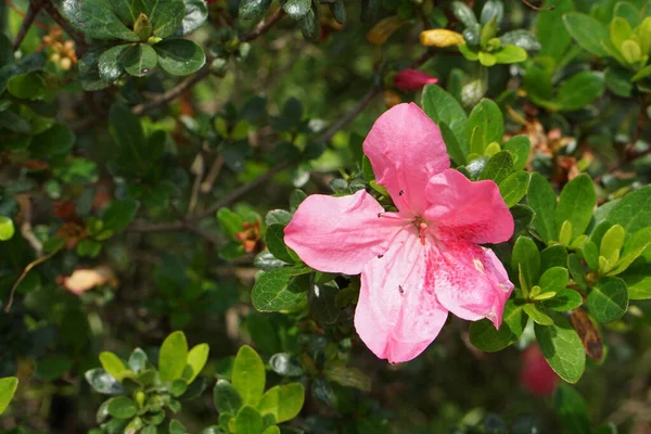 Rhododendron Rose Azalée Fleur Simple — Photo