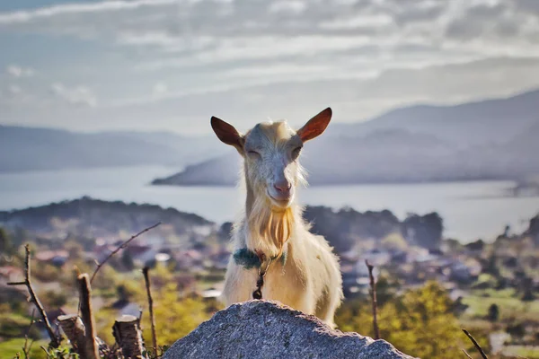 Portrait of a goat smiling at camera