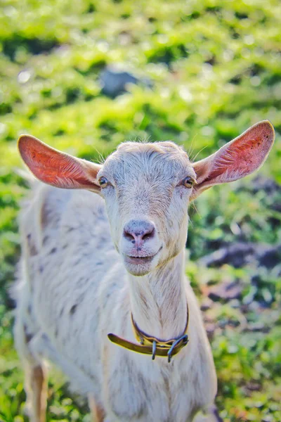 Retrato Una Cabra Sonriendo Cámara — Foto de Stock