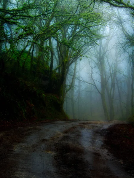 Bosque Portugués Paredes Coura Con Mucha Niebla Una Silueta Femenina —  Fotos de Stock