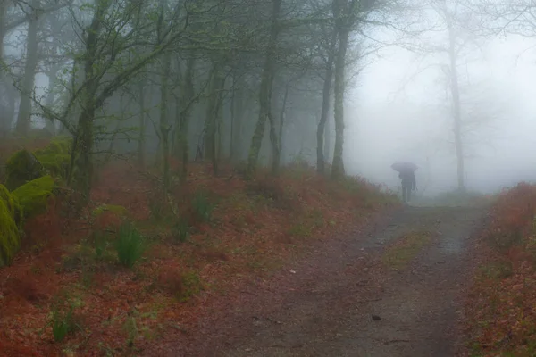 Portuguese Forest Paredes Coura Lot Fog Feminine Silhouette Umbrella Walking — Stock Photo, Image