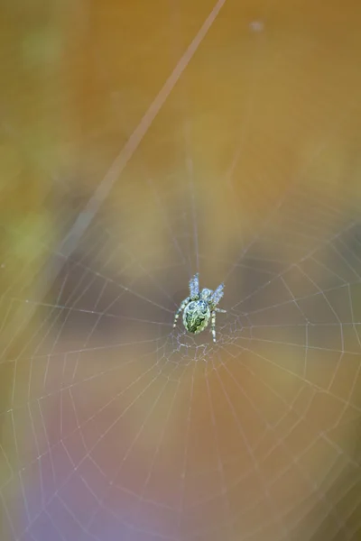欧洲绿色蜘蛛在其网络中心 — 图库照片