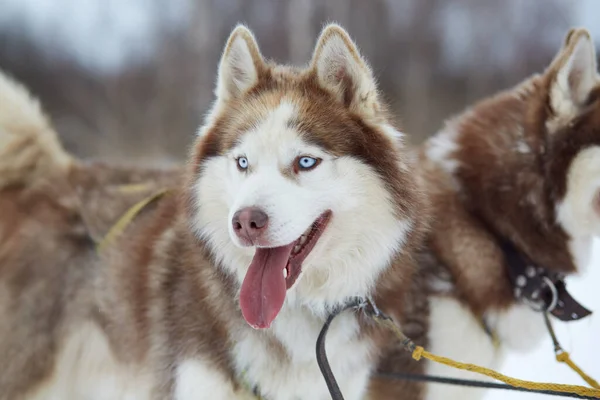 Ενήλικο Σκυλί Husky Έλκηθρο — Φωτογραφία Αρχείου