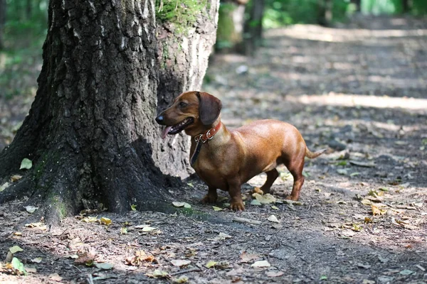 A smooth-haired dachshund in a leather collar with a protruding tongue walks through the forest in summer. In the background, a large birch.