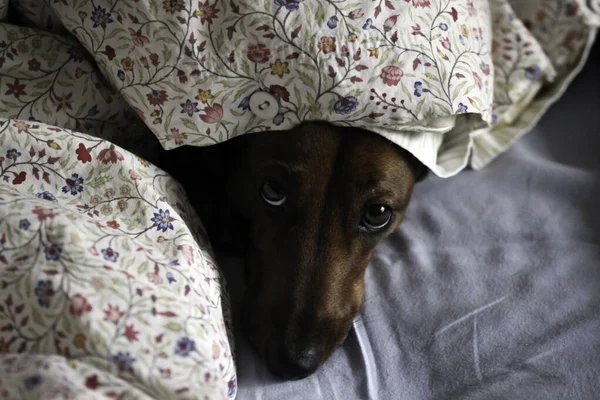 The dachshund looks plaintively from under the covers on the bed in the bedroom. The smooth-haired red-haired mini-dachshund has slept and looks out.