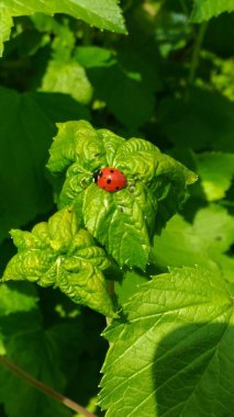 Yeşil yapraklı uğur böceği