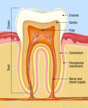 İnsan dişinin anatomisinin çizimi