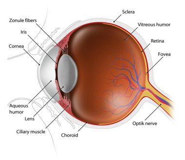 İnsan gözünün anatomisinin çizimi