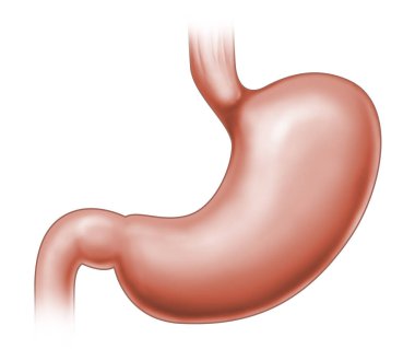 Medical illustration of the human stomach showing basic anatomical shape. Suitable for anatomy education, healthcare materials and medical presentations.