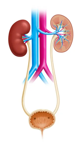 Blood filtering Stock Photos, Royalty Free Blood filtering Images | Depositphotos Blood filtering Stock Photos, Royalty Free Blood filtering Images | Depositphotos