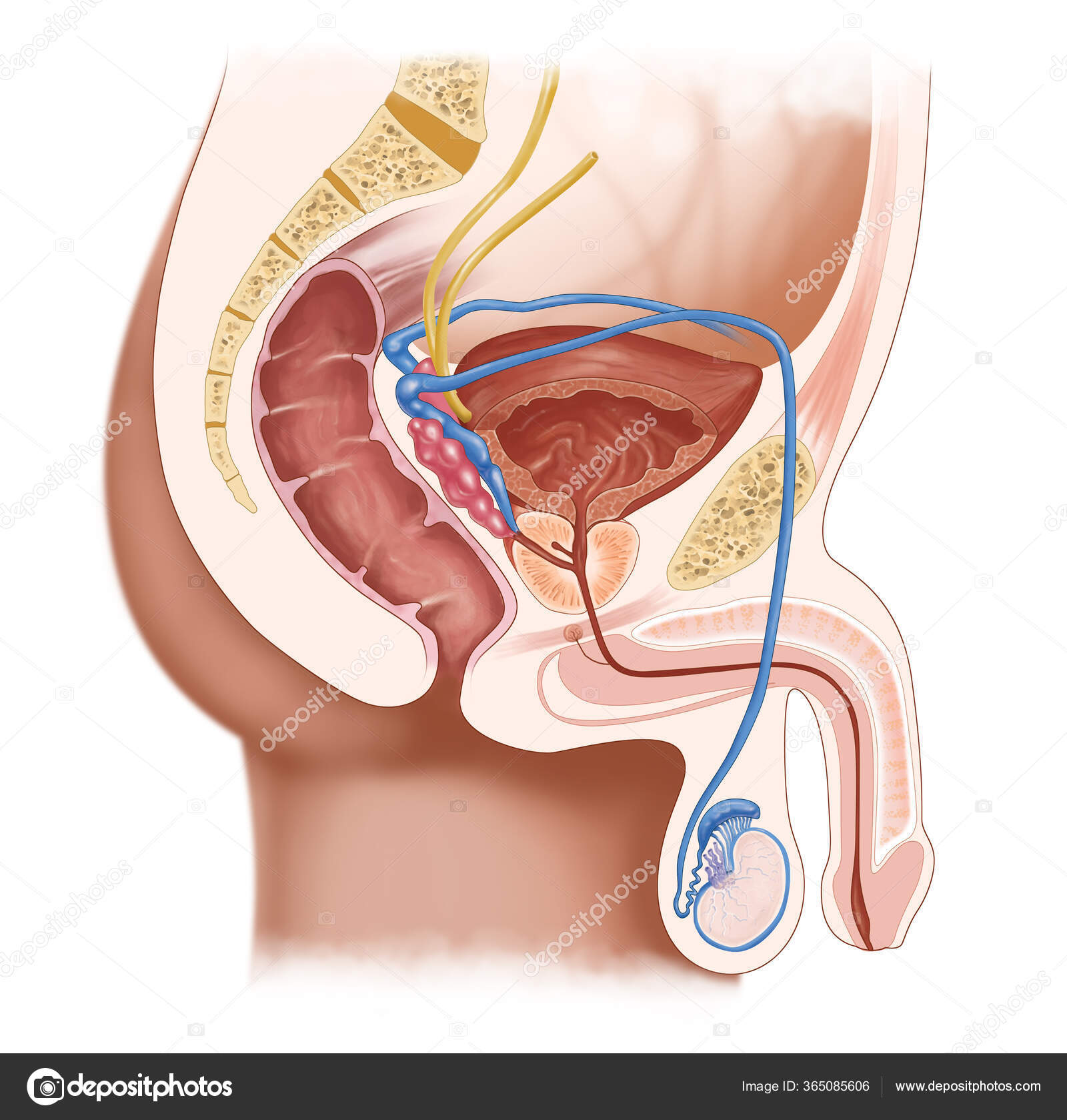 기관을 시스템 일러스트레이션 — 스톡 사진 © kocakaya #365085606, image size:1600x1679