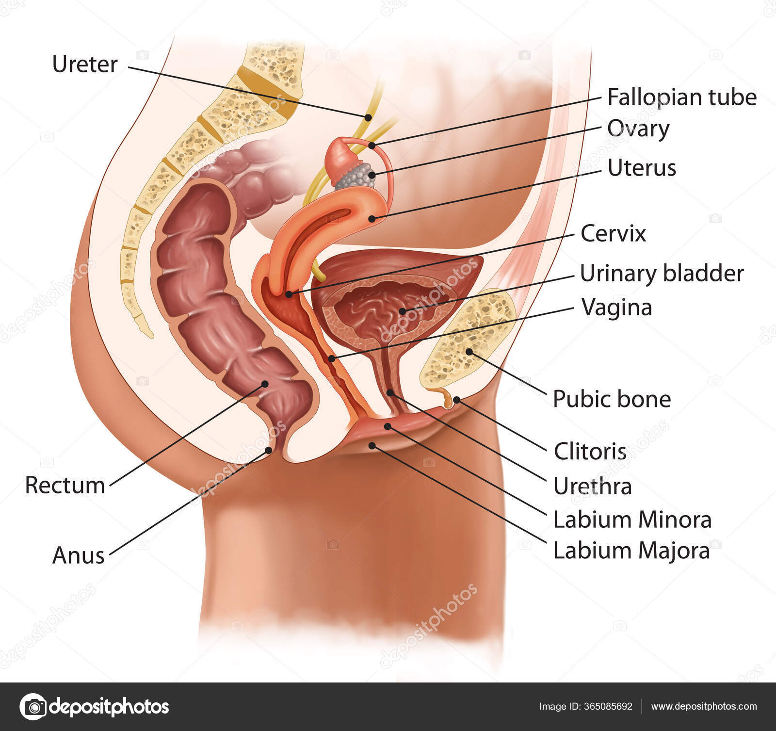 Ilustración Médica Para Sección Transversal Del Sistema Urinario