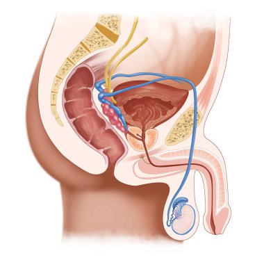 Male Urogenital System Anatomy Illustration with Urinary and Reproductive Organs